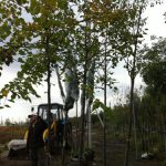 Вудвул - благоустройство, уход за деревьями и зелеными насаждениями